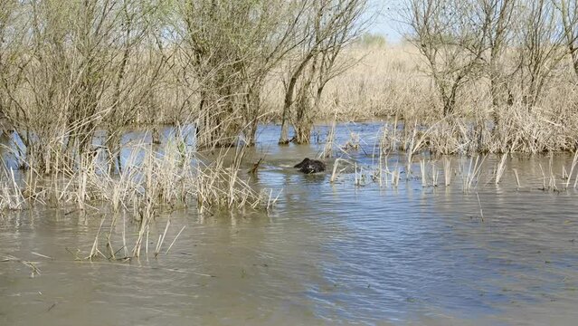 A water buffalo swims along the floodplain valley in the delta river among the reeds, Slow motion