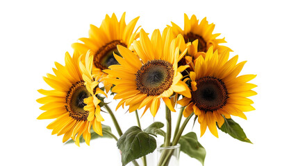 Sunflowers isolated on a light background