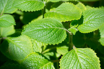 Leaves of a plant known as Malvarisco (Plectranthus amboinicus Lour.) in organic substrate.