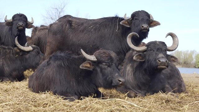 Close up of group of Water Buffaloes resting in a meadow at nature reserve on a river background, Slow motion