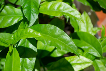 Leaves and branches of the Pereskia aculeata plant, popularly known as ora-pro-nóbis, planted in substrate.