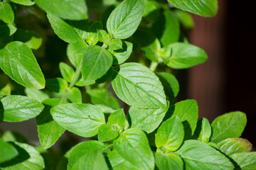 Basil Plant (Ocimum Basilicum L. - Lamiaceae), Where Many Leaves Can Be Seen, In The Background Substrate Or Soil Where It Is Planted.