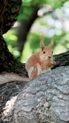 Forest Wild Squirrel Holding Nut In The Paw