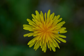 Flower close up picture blooming