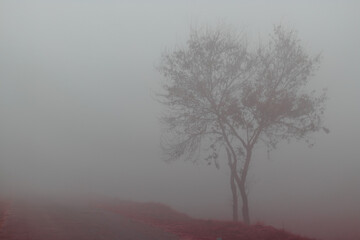 tree in fog