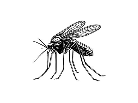 mosquito 