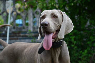 portrait of a dog