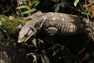 iguana on a tree