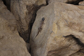 lizard on a rock