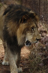 portrait of a lion