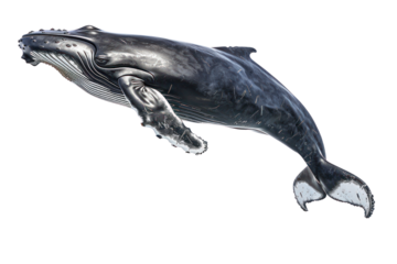 humpback whale on isolated transparent background