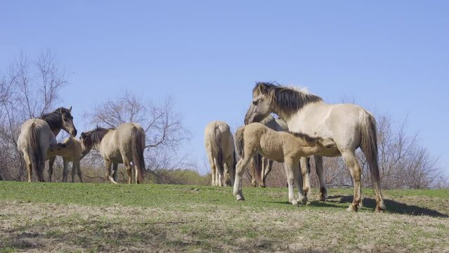 Foals of wild horses drinks mare milk of a mare on a herd background, Slow motion, Wild Konik or Polish primitive horse. Babies horses suckling mother milk. Foal drink its mother's milk