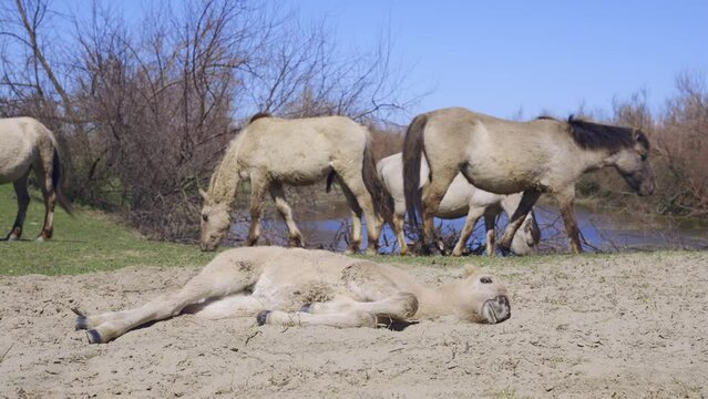 A wild horse foal rests lying on the sand, a herd of horses grazes near the water in the background, Slow motion. Wild Konik or Polish primitive horse