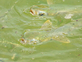 Funny fish mouths