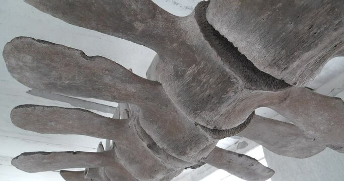 Huge grey skeleton of big blue whale. Whale spine. Real whale bones. Balaenoptera musculus