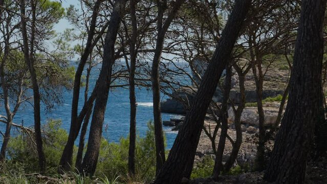 Majestic pines framing serene Mediterranean coast