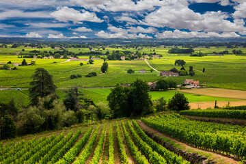 Fototapeta na wymiar Beautiful vineyard at sunset. Travel around France, Bordeaux