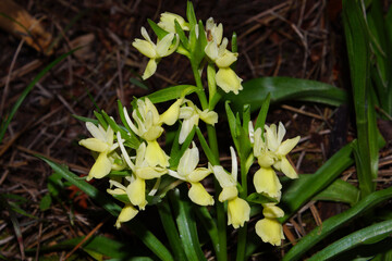 Fototapeta na wymiar Flower of the Roman orchid (Dactylorhiza romana), in natural habitat on Cyprus 