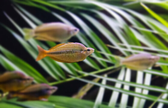 Natural shot of Banded rainbowfish also known as Melanotaenia trifasciata.	
