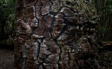 Primer plano de una araucaria. Textura de su corteza. Detalle de madera.