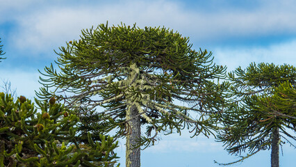 Arbol Araucaria. Copa de arbol.