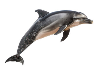 risos dolphin on isolated transparent background