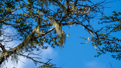 liquenes barba de viejo colgando de un arbol