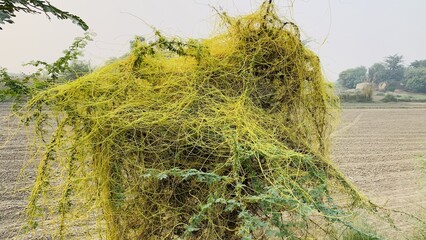 Cuscuta, Dodder, Parasitic plant. Creeper plant. Close up Dodder plant on the Tree (Scientific name Cuscuta chinensis Lam). Yellow filaments like golden egg yolk threads on top of the green plant. 