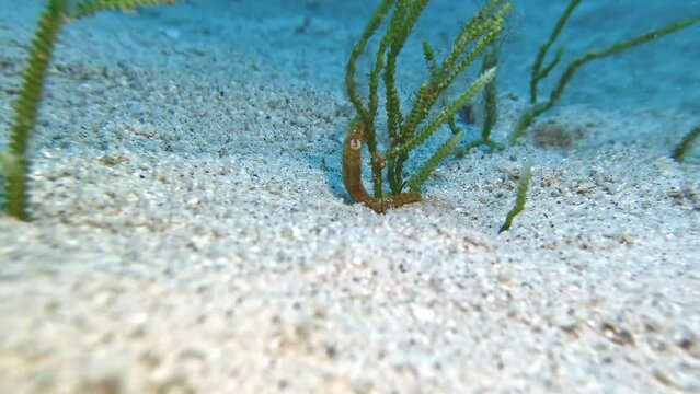 A yellow Estuarine Seahorse Hippocampus kuda holding onto searas underwater in Mauritius Island