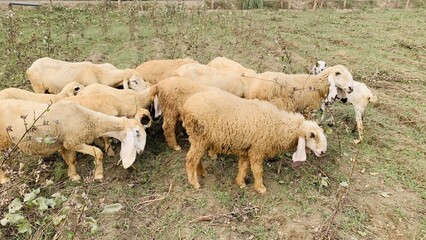 Obraz premium Sheeps. A herd of sheep grazes on a winter field, eating grass and leaves from the bushes. Animals produced for meat. Flock of sheep woolly lambs roam together.