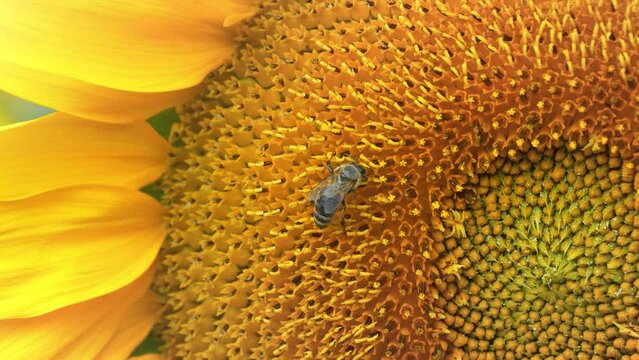 Worker bee on beautiful sunflower. 4K Slow Motion zoom-out video