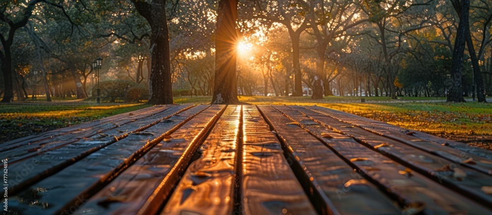 Poster sunlight filters through the canopy of trees in a park, casting dappled shadows on the ground below.