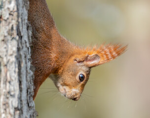 Eichhörnchen kopfüber am Baumstamm