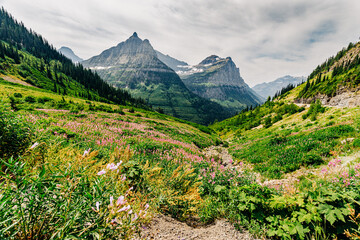 Glacier National Park with pink wildflowers in foreground