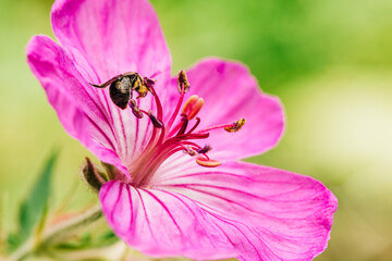 Macro shot of sticky geranium with insect
