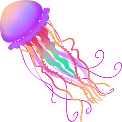 Fototapeta premium Coelenterata