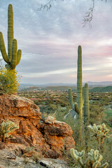 Arizona sunset top of mountain cacti saguaro desert mountain landscape