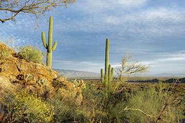 Arizona sunset top mountain cacti saguaro desert mountain landscape