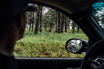 Profile of man looking out car window at elk in lush green landscape