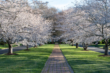 Cherry Blossom Trees in the Windsor Farms section of Richmond