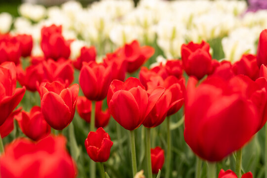 Red And White Tulip Garden