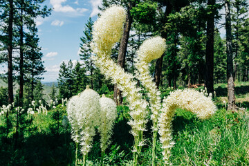 Cluster of tall curved beargrass wildflowers in Montana - obrazy, fototapety, plakaty
