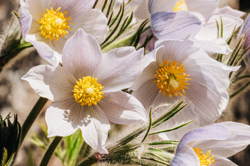 Group of purple backlit pasqueflowers