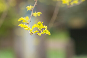 Close Up Young Branches Of A Ulmus Parvifolia Tree At Amsterdam The Netherlands 4-4-2024