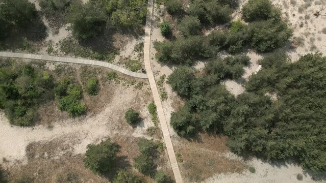 A drone is flying over the beach dunes covered with pine trees towards the Baltic sea