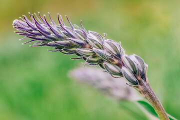 Macro shot of two purple lupine bud stalks