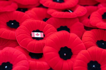 Remembrance Day red poppy flowers with small Canadian flag.