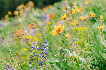 Western Montana hillside covered in wildflowers in Spring