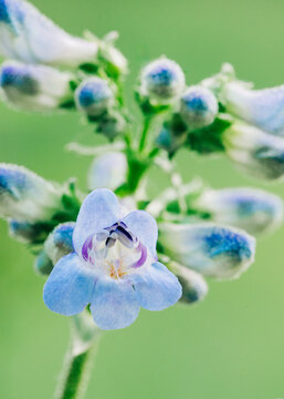 Macro shot of blue penstemon blooms on soft green background