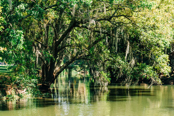 Louisiana bayou with swamp water and tree with Spanish moss